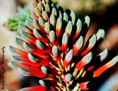 Red and Green Succulent