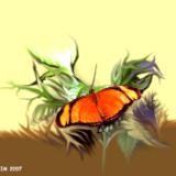 Butterfly3