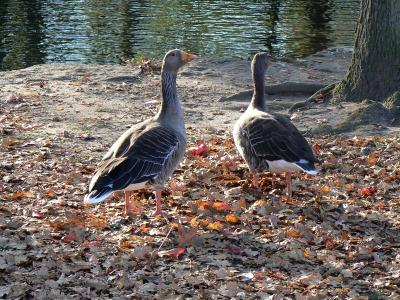 Geese