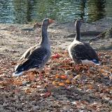 Geese