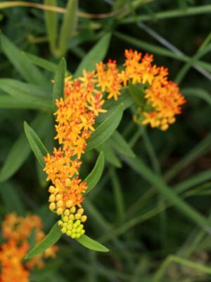 Butterfly Milkweed Butterfly Milkweed
