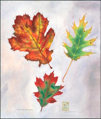 White and Red Oak Leaves