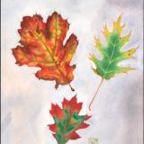 White and Red Oak Leaves