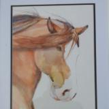 horses head in watercolour