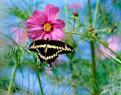 Anise Swallowtail Butterfly