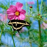 Anise Swallowtail Butterfly