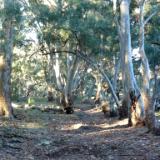 Gum trees Australia