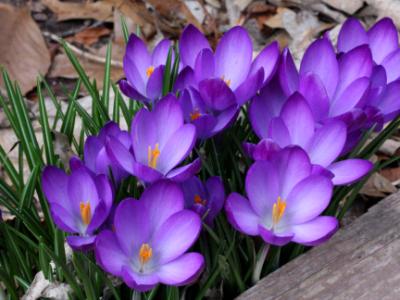 Crocuses Crocuses