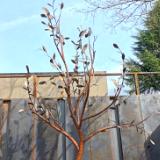 14 Foot Steel Tree Garden Renovation