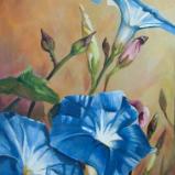 Morning Glories