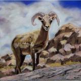 Bighorn Sheep