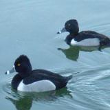 Ring-necked Duck