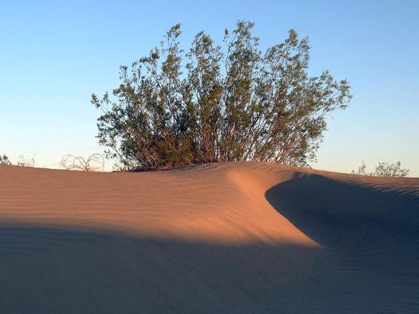 Sand Shrub