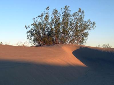 Sand Shrub Sand Shrub
