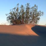 Sand Shrub