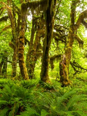 Maple, Moss and Ferns in the Hoh Rainforest Maple, Moss and Ferns in the Hoh Rainforest