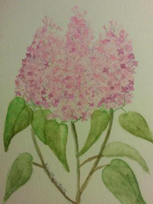 Pink Lilacs