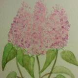 Pink Lilacs