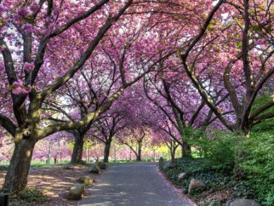 Cherry Walk in Glorious Bloom Cherry Walk in Glorious Bloom
