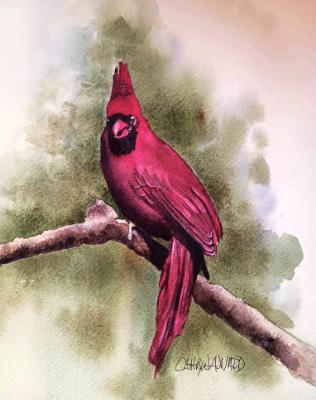 Cardinal (watercolor)