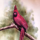 Cardinal (watercolor)