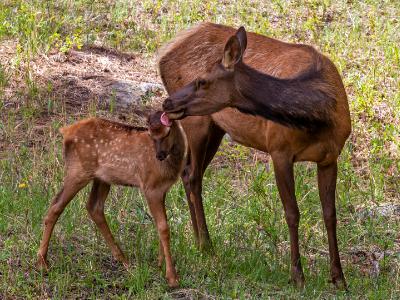 Elk Cow Cleaning Her Calf Elk Cow Cleaning Her Calf