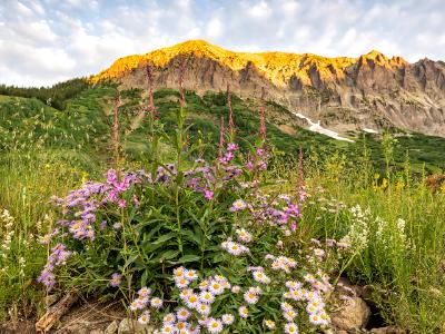 Gothic Mountain Asters Gothic Mountain Asters