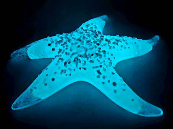 #02252606 Starfish Glows in the dark 6.25'' W Iridised  $100.00