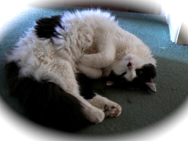 Cuddly kitty