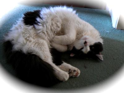 Cuddly kitty