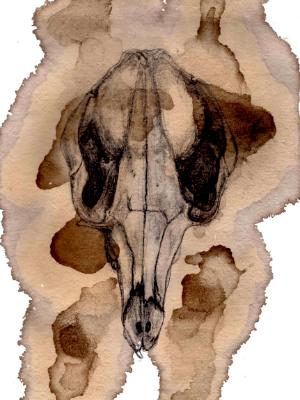 Roo skull Roo skull