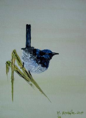 Splendid Fairy wren (sold)