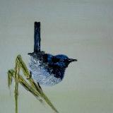 Splendid Fairy wren (sold)