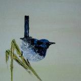 Splendid Fairy wren