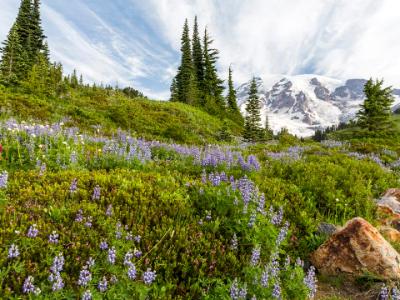 Mt. Rainier Lupine Hillside Mt. Rainier Lupine Hillside