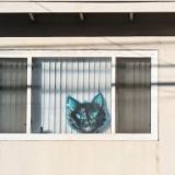 SF - Cat Mask