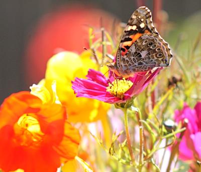 pretty butterfly on our wild flowers (Cosmos pictured) back deck garden pretty butterfly on our wild flowers (Cosmos pictured) back deck garden