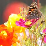 pretty butterfly on our wild flowers (Cosmos pictured) back deck garden