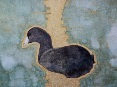 Coot Coot
