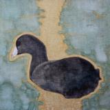 Coot