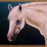 Australian Pony