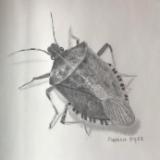 Stink bug