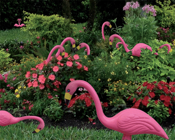 Flamingos in the Garden