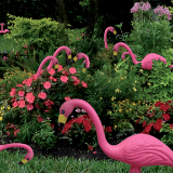 Flamingos in the Garden