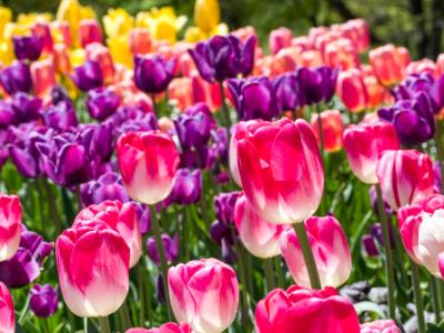 Colorful Tulip Bed Colorful Tulip Bed