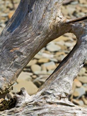 Silver Driftwood Silver Driftwood