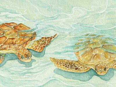 Tranquil Shallows Tranquil Shallows