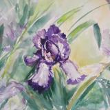 Watercolor iris 
