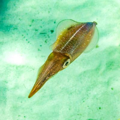 Caribbean Reef Squid Caribbean Reef Squid