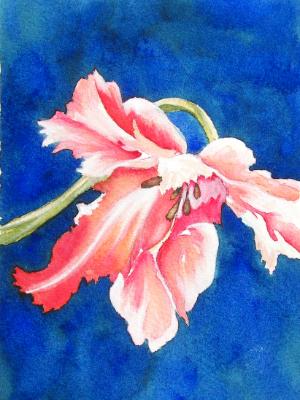 Parrot Tulip Parrot Tulip